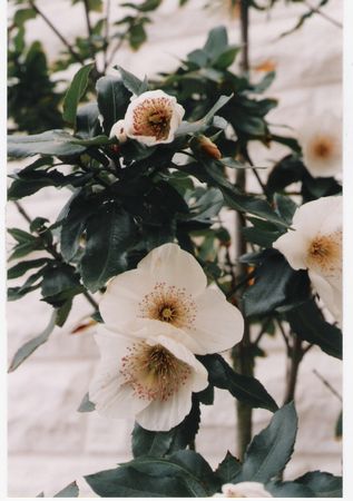 Eucryphia x nymanensis Nymansay